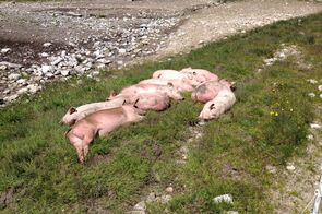 Schweineleben auf der Alp :-)