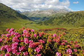 Alprenrose oberhalb der Alp Astras-Tamangur